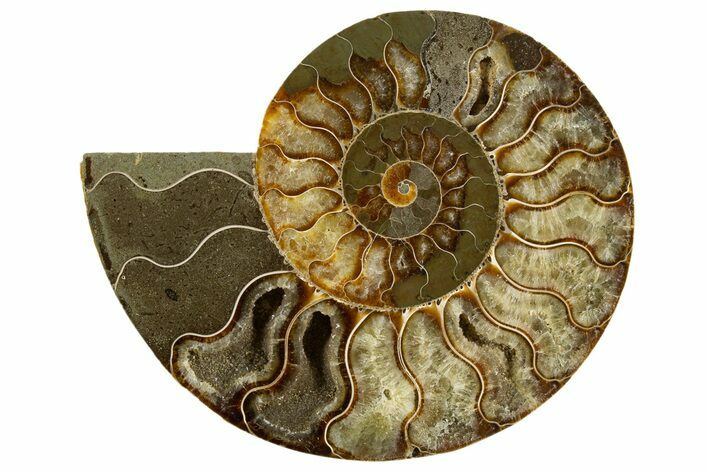Cut & Polished Ammonite Fossil (Half) - Madagascar #336799
